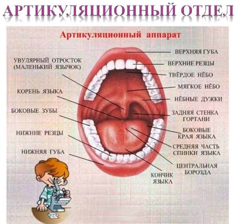 Активные и пассивные органы артикуляции
