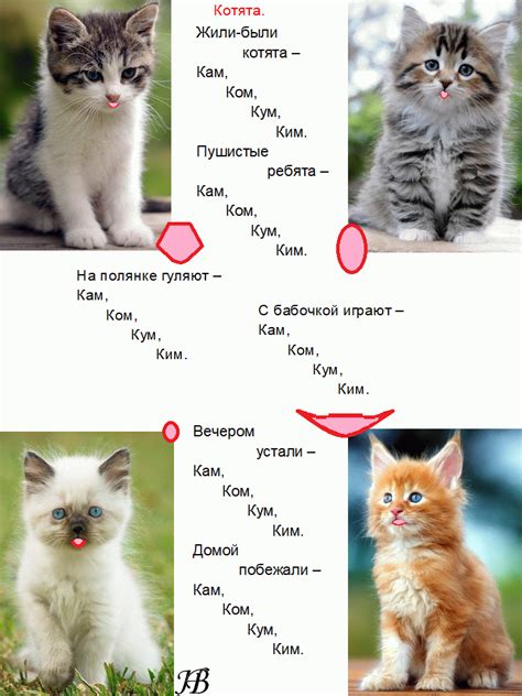 Внешние отличия котят мальчиков и девочек