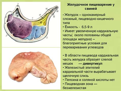 Возрастные особенности пищеварения у ягнят