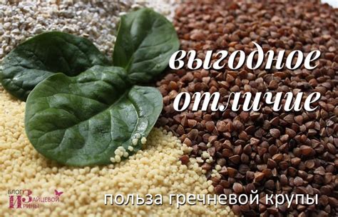 Гречка – польза и полезные свойства