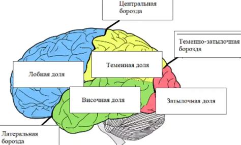 Добавьте лицо, лапы и другие элементы к рисунку