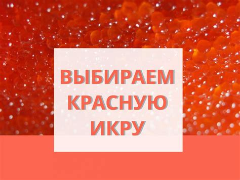 Икра сома: интересные факты о рецепте и его происхождении