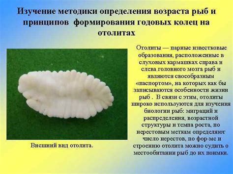 Использование состояния шерсти для определения возраста ягненка