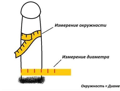 Как измерить размер пениса для выбора идеального презерватива