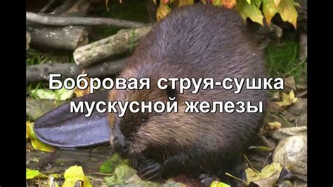 Как настроить струю бобра