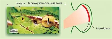Механизм зрения у змей
