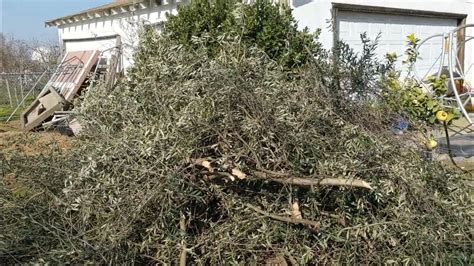 Обрезка и формирование оливкового дерева