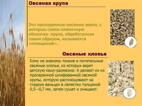 Определение возраста ягненка по внешним признакам