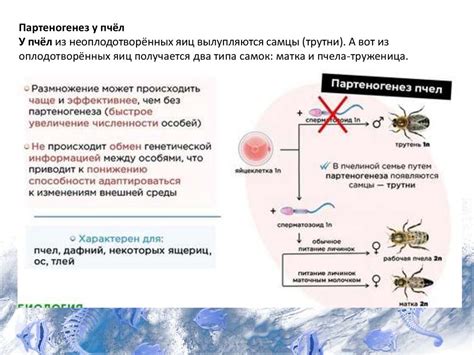 Основные способы размножения баг-петов