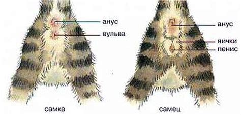 Особенности половой генетики у котят