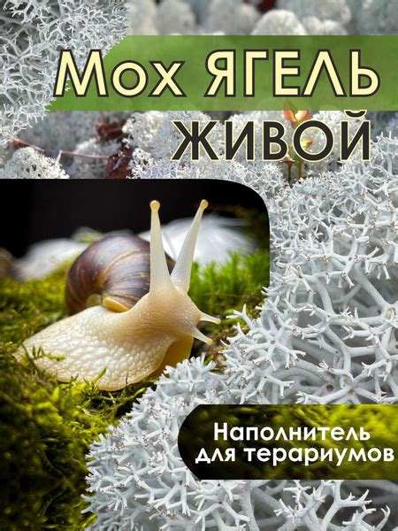 Особенности хранения моха ягель для улиток