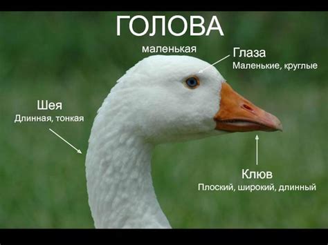 Поведенческие признаки определения пола гуся Линда