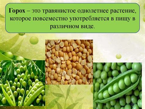 Полезные свойства гороха