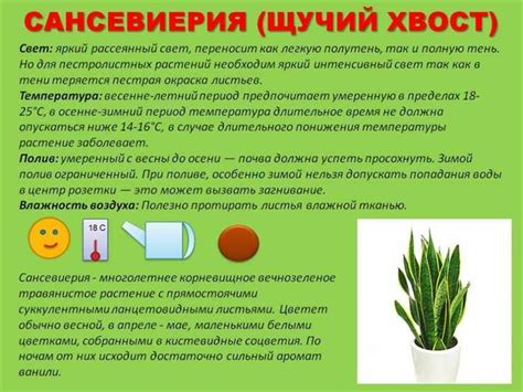 Полезные советы по уходу