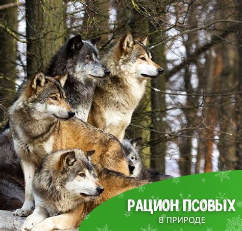 Приобретение домашних животных-хищников