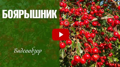 Профилактика заболеваний боярышника осенью