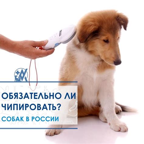 Процедура удаления чипа у собаки