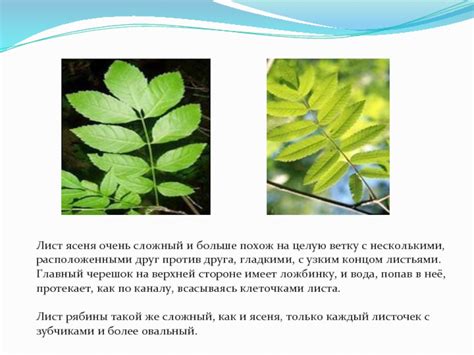 Различия между ольхой и осиной по внешнему виду:
