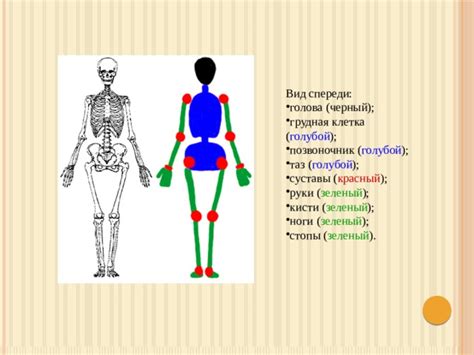 Разработка деталей тела: голова и ноги