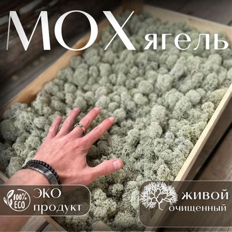 Рецепты с использованием моха ягель для улиток