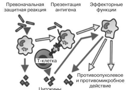 Роль антиоксидантов в увеличении числа макрофагов