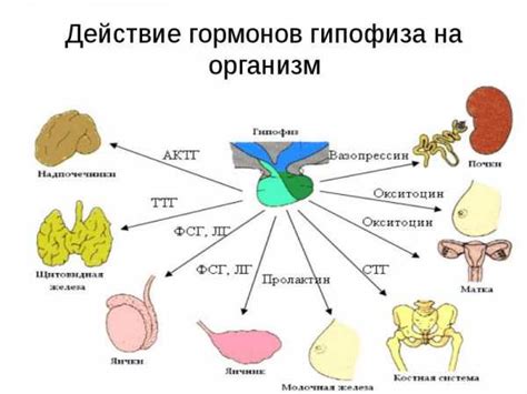 Роль гормонов в этом процессе