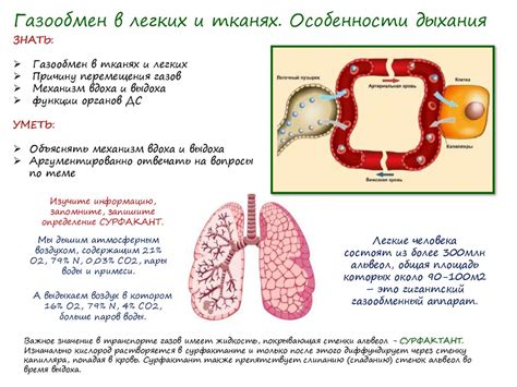 Роль легких в бикарбонатном буфере