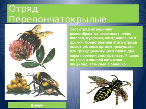 Роль шмелей и самок в экосистеме