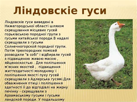 Симптомы пола гуся Линда