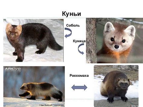 Советы по защите от куницы