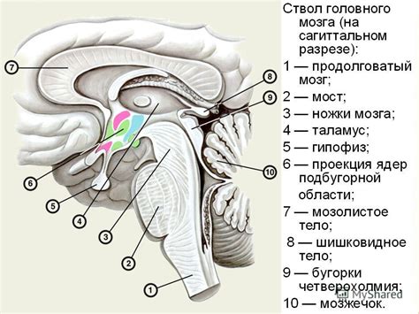 Стволовой распушенный хвостик