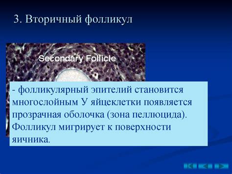 Управление репродуктивной функцией шалкеров