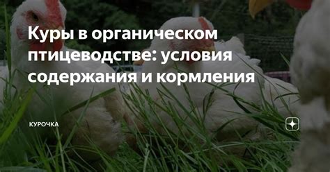 Условия содержания и кормления