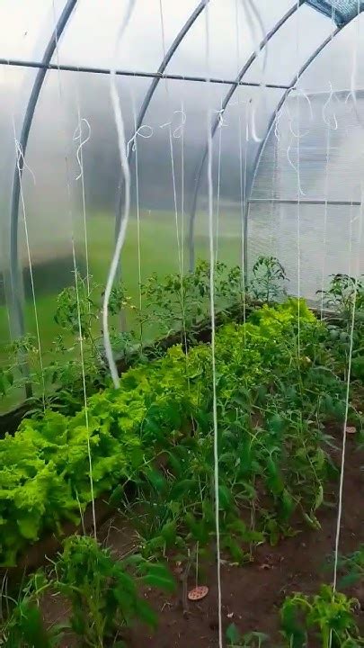 Физические препятствия для защиты от ящериц в теплице