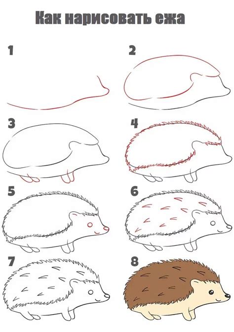Финальные штрихи: рисование ежика