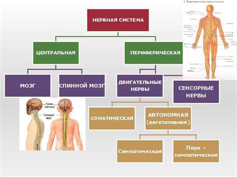 Формирование центральной части
