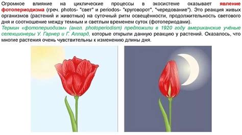 Фотопериодизм и его роль в цветении