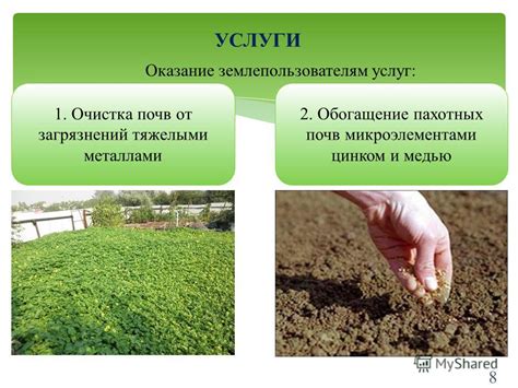 Эффективные методы очистки почвы